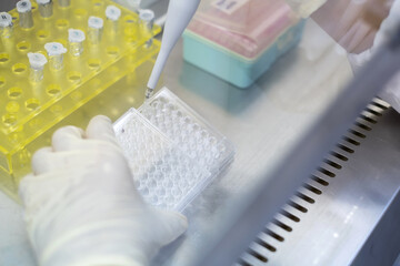 Young Asia Scientist using micropipette transfer sample into 96 micro well plate in the biohazard hood. Many eppendorf put on the yellow rack. Biosafety pharmaceutical, coronavirus and health concept.