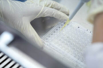 Researchers or chemists wear a glove holding 96 wells micro plate, transfer solution from micropipette to well plate in biosafety cabinet. Research, education and COVID 19 concept.
