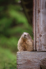 Parc du Merlet, Chamonix, haute Savoie