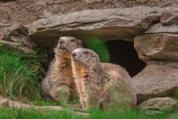 Parc du Merlet, Chamonix, haute Savoie