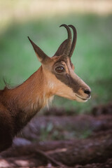 Parc du Merlet, Chamonix, haute Savoie