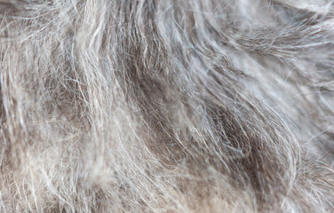 Close up of cat hair as abstract