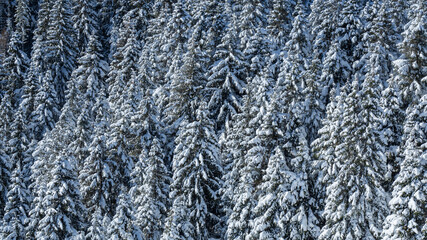 Amazing view of pines covered by snow flakes after the snowfall. Alpine and winter contest. European alps. Wonderful nature
