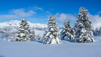 Fototapeta na wymiar Amazing view of a group of isolated pine trees covered by fresh snow after snowfall. Alpine and winter contest. Wonderful landscape. Freedom and peaceful contest