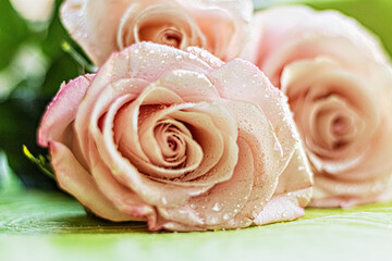 A bouquet of pink rose flowers. The concept of Valentine's day, birthday, International Women's Day. Design of holidays.