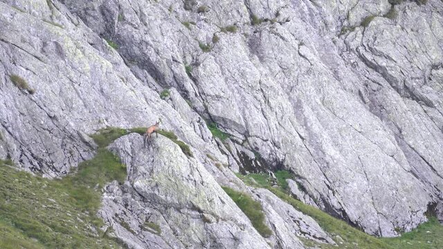 Chamois in the Fagaras mountains, Romania