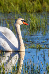 Portrait of a Mute Swan