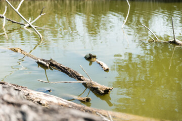 Turtles stretched out in the sun