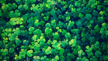 Spring background frame, Green clover leaf isolated on white background. with three-leaved...