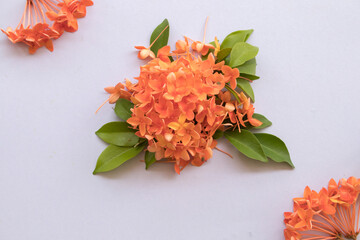 orange flowers spike flora of asia arrangement flat lay postcard style on background white