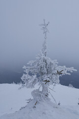 A snow covered pine on the top of Rhodope Mountain, Bulgaria