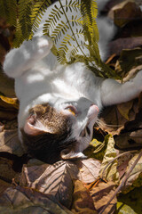 A beautiful white cat is resting lying in yellow leaves. Vertical photo