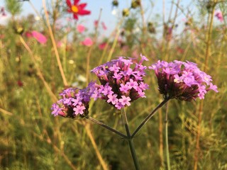 flowers in the field