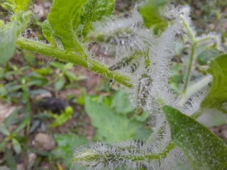 frost on leaf