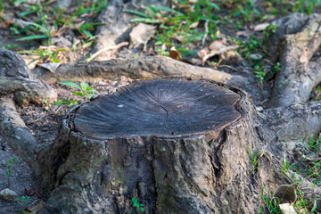Cut of tree stump in forest.