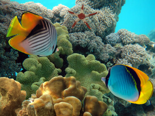 Naklejka na ściany i meble Tropical fish and corals. Red Sea.