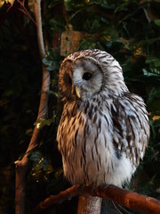 厳島フクロウの森のフクロウ達