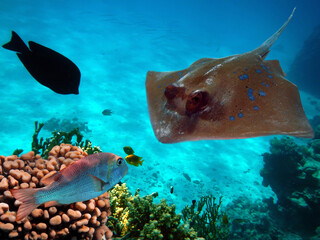 Tropical fish and corals. Red Sea.