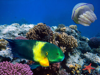 Tropical fish and corals. Red Sea.