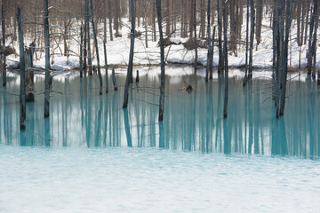 雪が残る春の青い池　美瑛町

