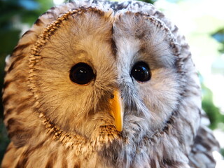 厳島フクロウの森のフクロウ達
