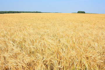 Golden ears of wheat on the field