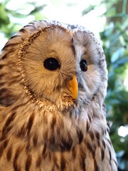 厳島フクロウの森のフクロウ達