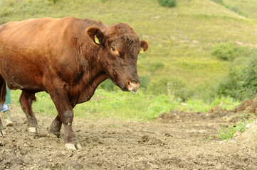 Organic raised cow while chewing on the farm at the foot of the hill. Farm bio.