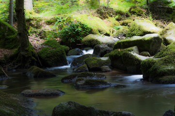 Wasser im wald mit bäumen und bachlauf
