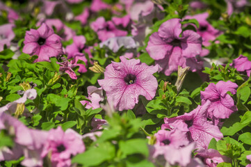 The natural purple Petunias flowers at King Rama 9 Park, Bangkok Thailand