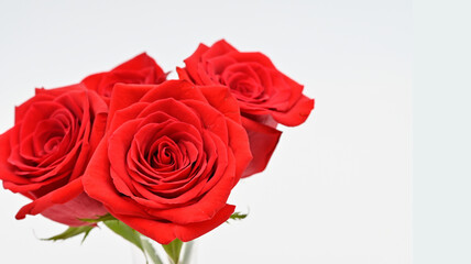 Beautiful red rose isolated on white back ground