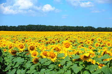 Sunflower field on a beautiful summer day. day photo.
