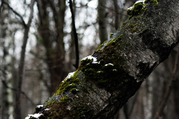 forest in spring on a cloudy day