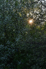bright sunset in the flowering garden