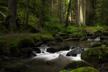 Wald wasser bachlauf im wald mit bäumen und pflanzen in der natur