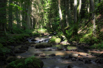 Wald wasser bachlauf im wald mit bäumen und pflanzen in der natur
