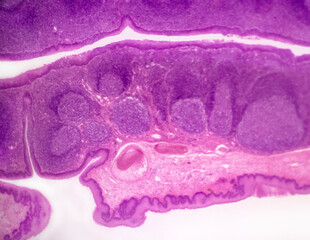 Palatine tonsil cross-section of a domestic cat (Felis catus Linnaeus, 1758) - permanent microscope...