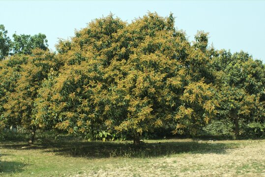 MANGO TREES  WITH FLOWERS IN THE NADIA,WEST BENGAL