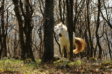 Wild white horse caught in Letea Forest, Romania. Horse among the trees, day photo.