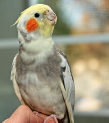 cockatiel