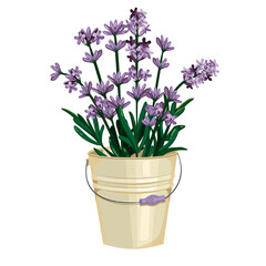 iron bucket with lavender. EPS vector graphics
