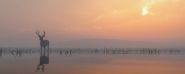deer in a lake