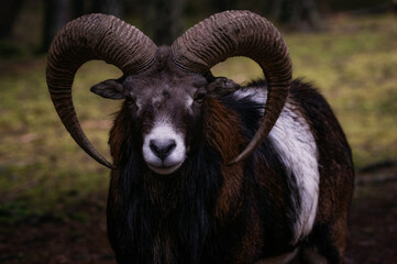 mufflonbock im wald in der natur