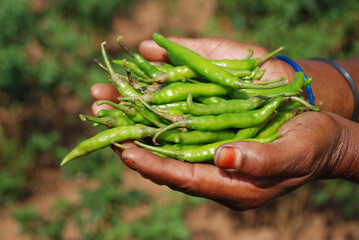 Chilly farming in tropical India