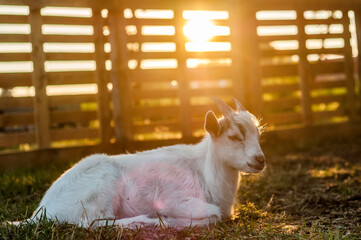 A goat is lying on the ground on a sunny day