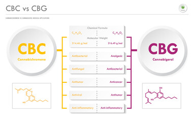 CBC vs CBG, Cannabichromene vs Cannabigerol horizontal business infographic illustration about cannabis as herbal alternative medicine and chemical therapy, healthcare and medical science vector.