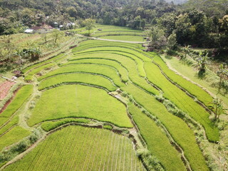 Beautiful view from above, terraced rice fields in the village of Nglanggeran Gunungkidul, Yogyakarta