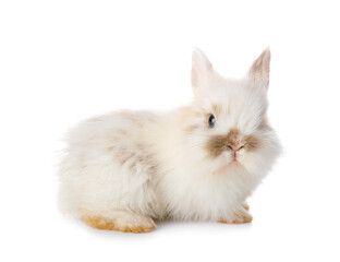 Fototapeta na wymiar Cute fluffy rabbit on white background