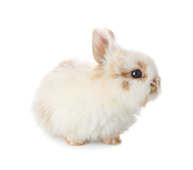 Cute fluffy rabbit on white background