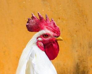 close up of a rooster